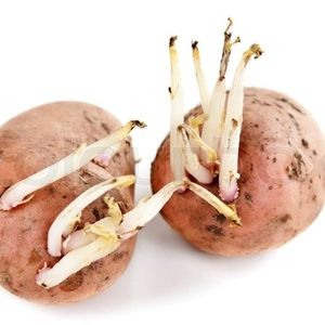 Meet your Posher, Liliana